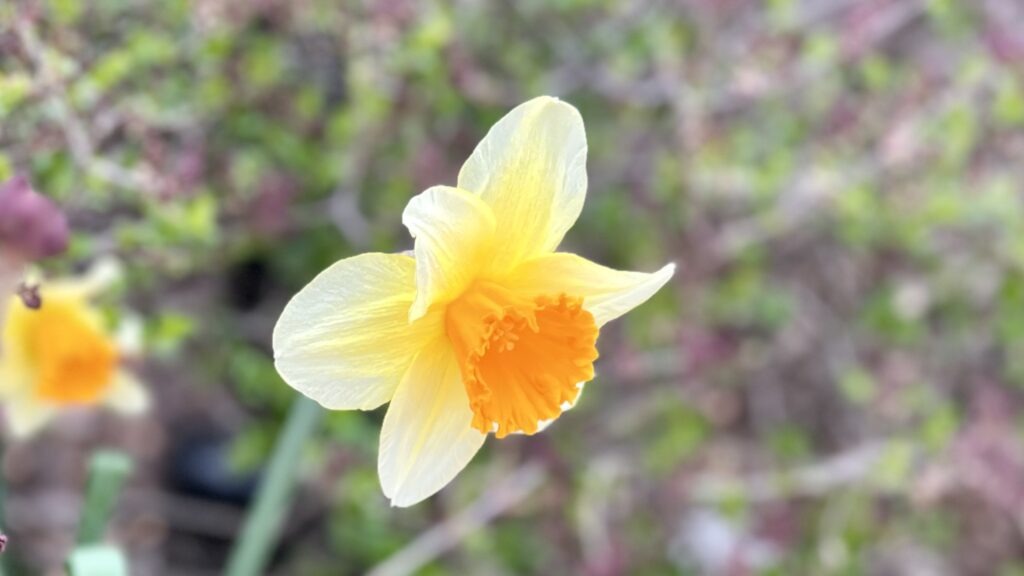 A beautiful orange and yellow daffodil